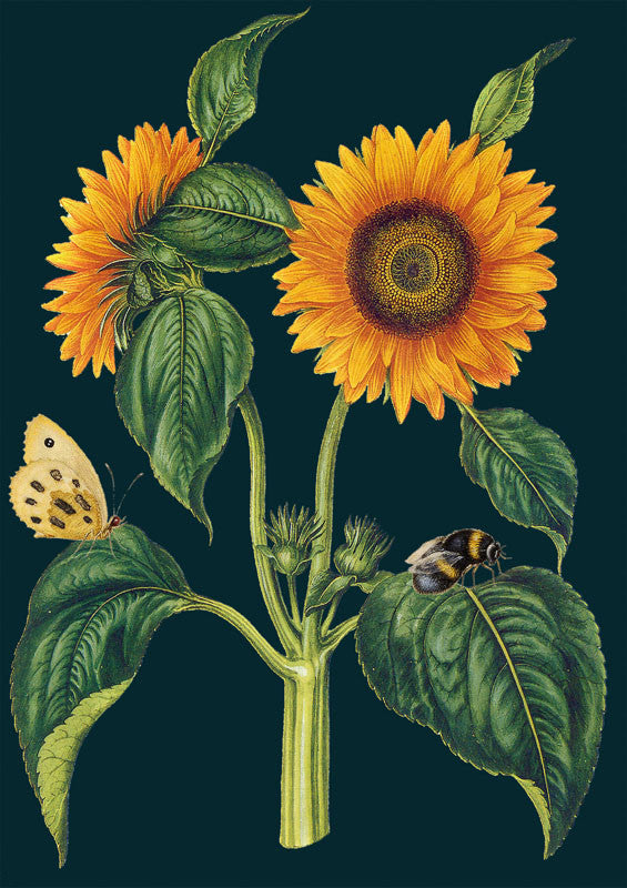 Sunflowers Greetings Card by Madame Treacle.