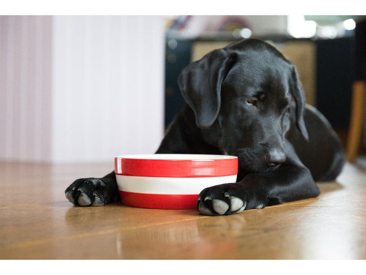 Cornishware Dog Bowl - Red