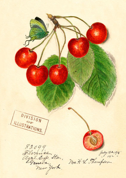 Cherry Greetings Card by Madame Treacle.