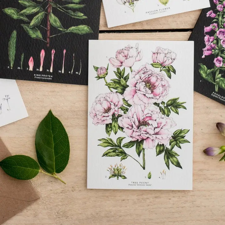 Tree Peony - card