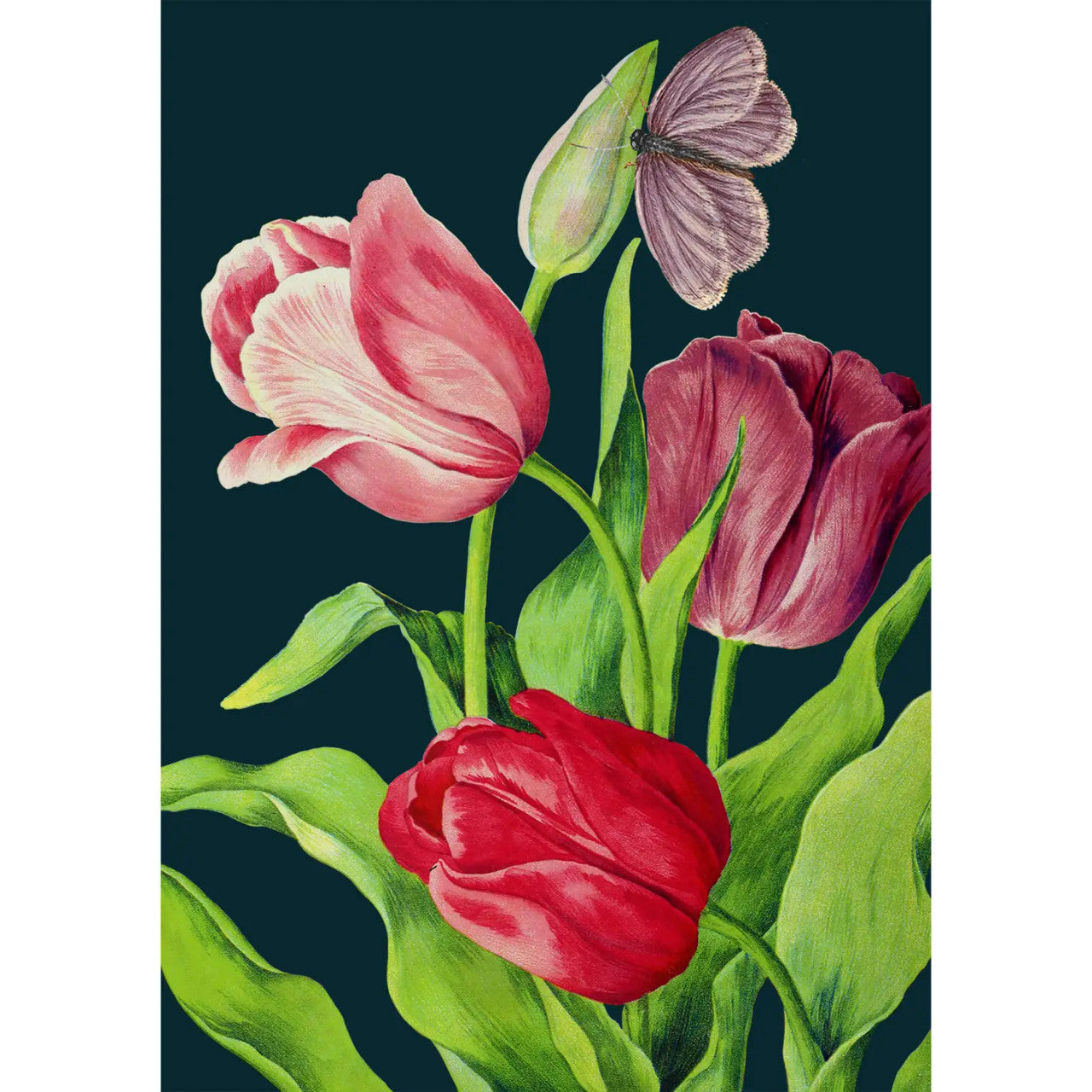 Midnight Tulips Card by Madame Treacle.