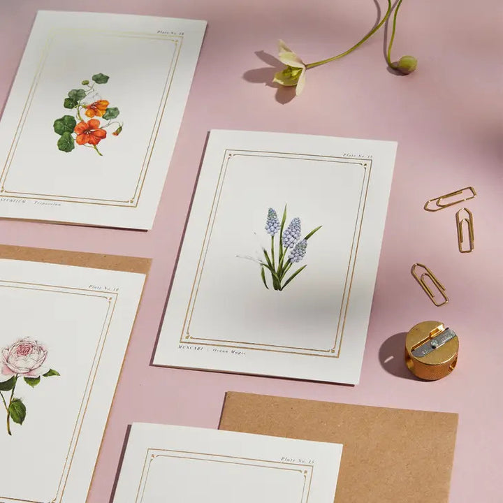 Muscari - 'Botanical Archive: Everyday Edition' - card