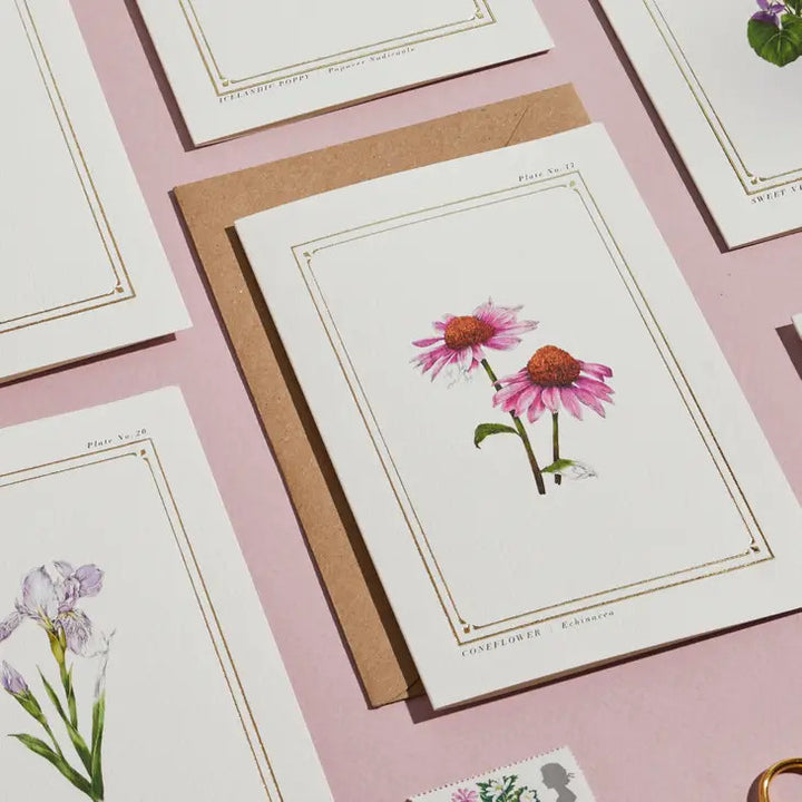 Echinacea - 'Botanical Archive: Everyday Edition' - card