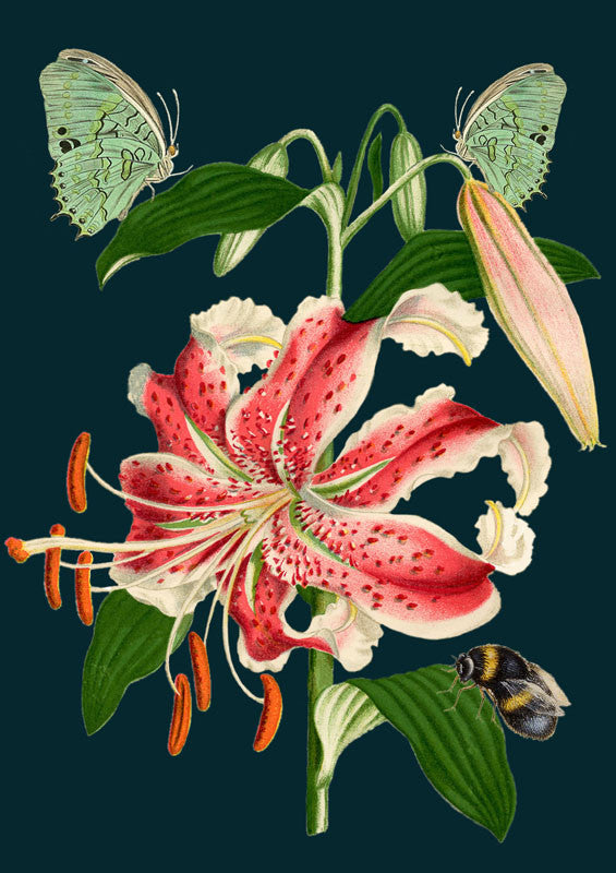Tiger Lily Greetings Card by Madame Treacle.