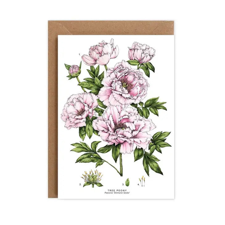 Tree Peony - card