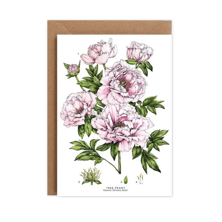 Tree Peony - card