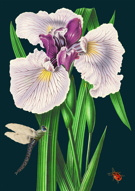 Blue Iris Greetings Card by Madame Treacle.